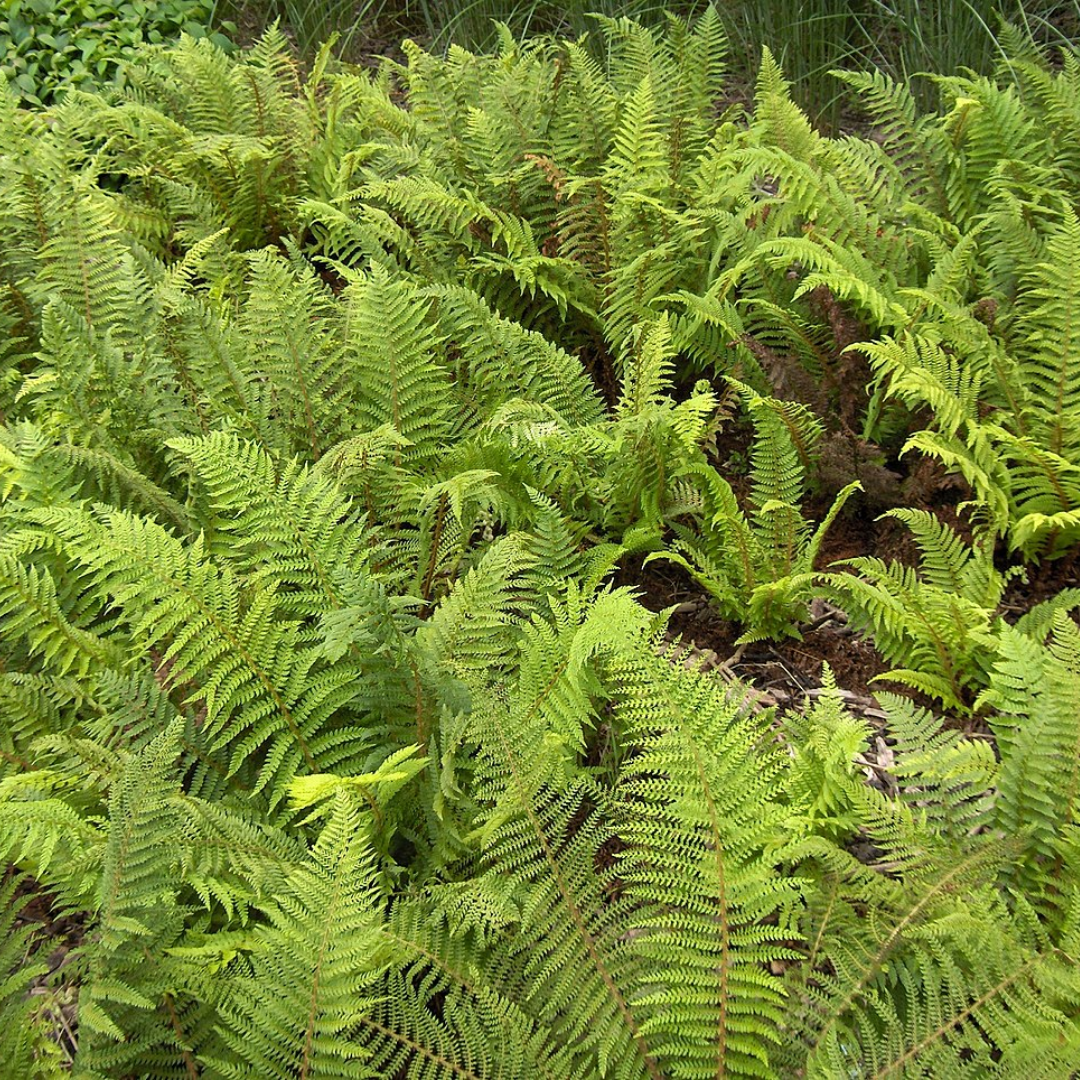 Polystichum setiferum & Herrenhausen 2L at Cedar Nursery Surrey