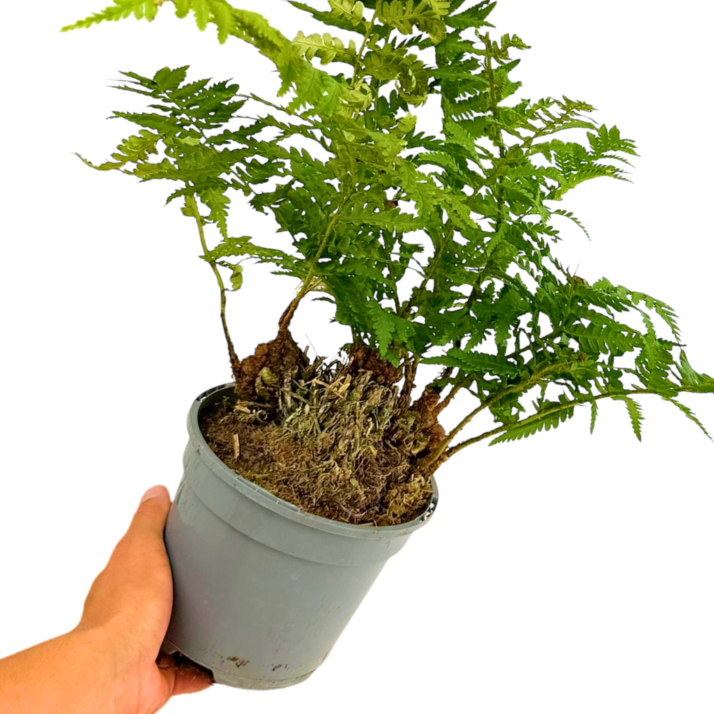 Polystichum setiferum & Herrenhausen 2L at Cedar Nursery Surrey