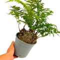 Polystichum setiferum & Herrenhausen 2L at Cedar Nursery Surrey