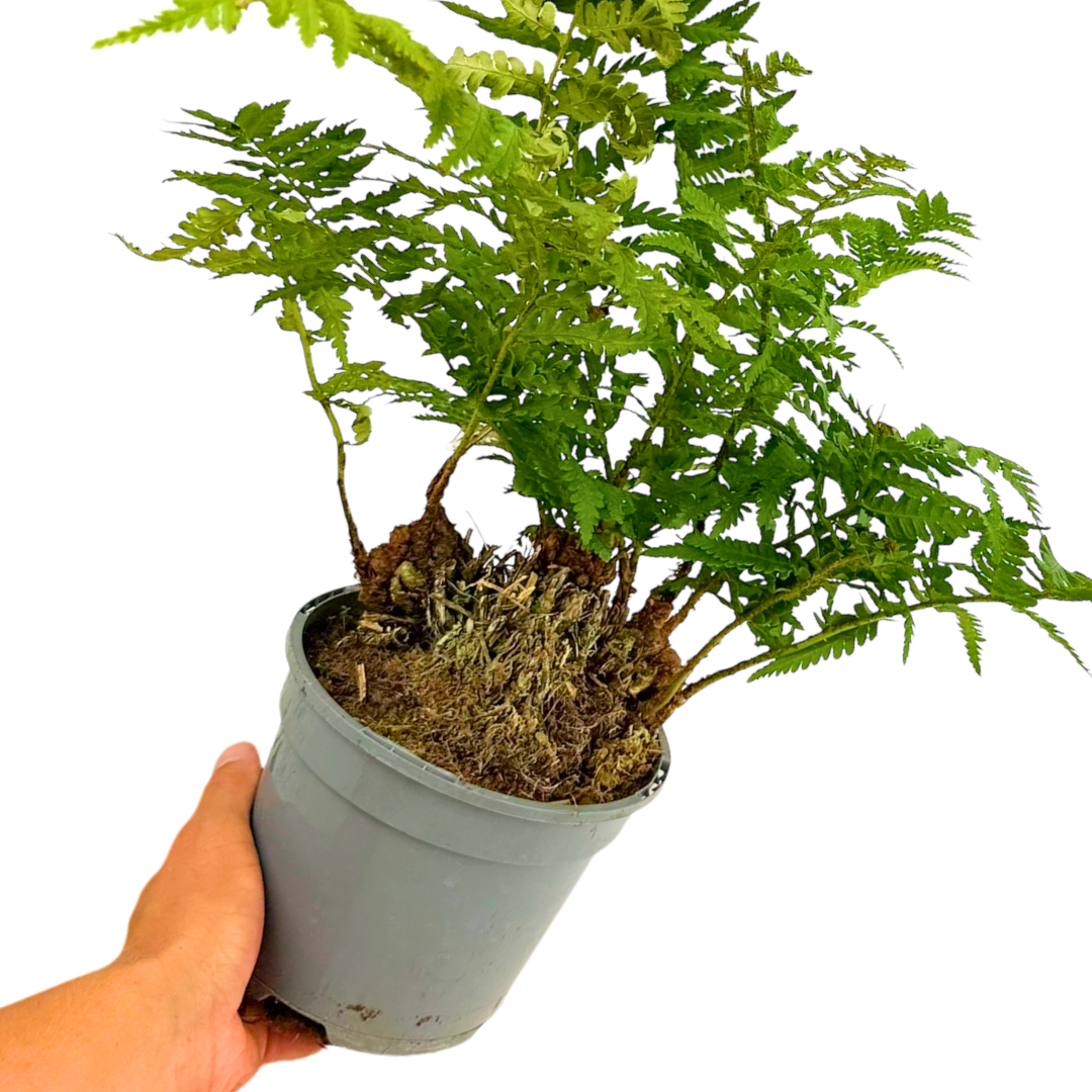 Polystichum setiferum & Herrenhausen 2L at Cedar Nursery Surrey