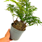Polystichum setiferum & Herrenhausen 2L at Cedar Nursery Surrey