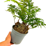 Polystichum setiferum & Herrenhausen 2L at Cedar Nursery Surrey