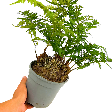 Polystichum setiferum & Herrenhausen 2L at Cedar Nursery Surrey