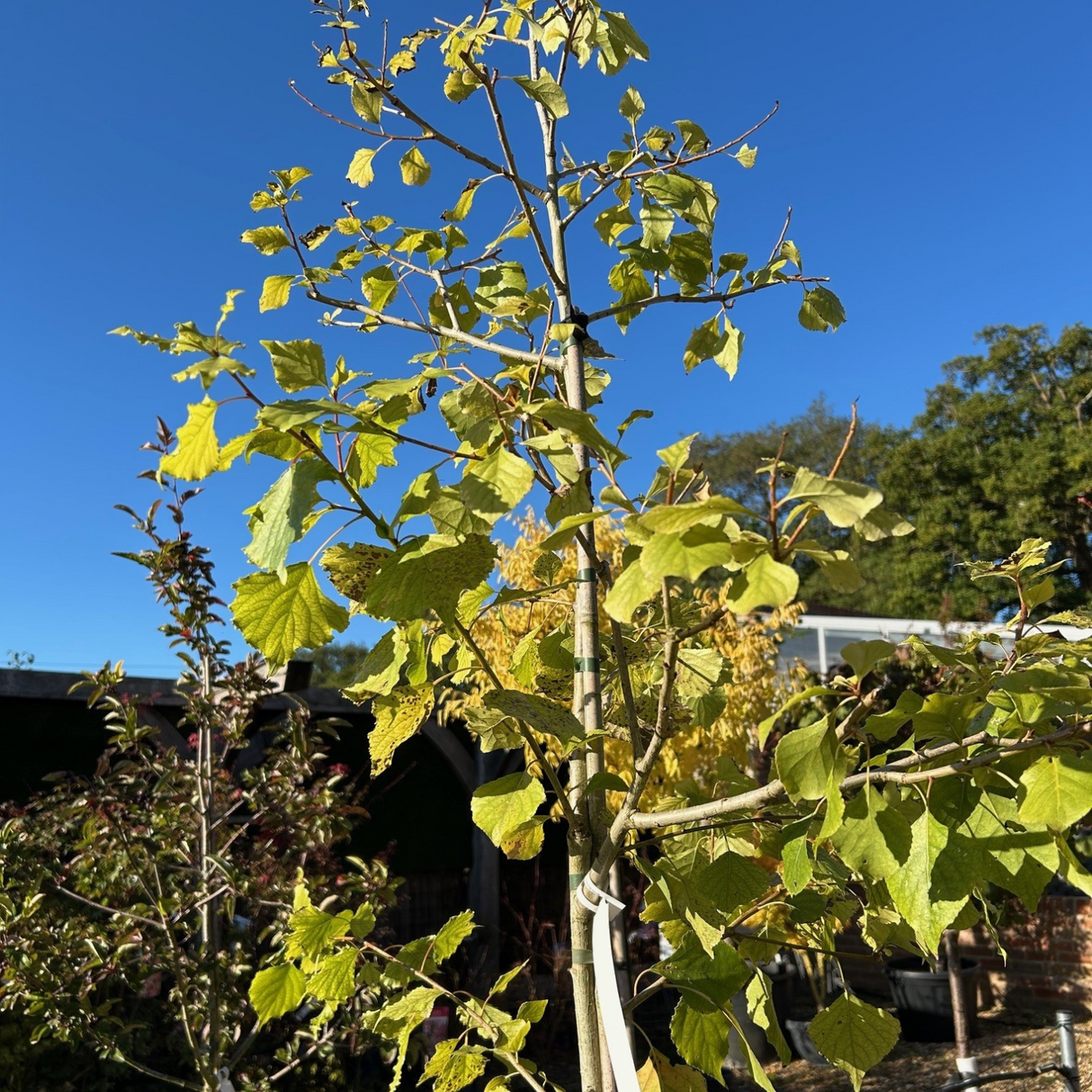 Buy Populus nigra 'Hanging Tree' direct from Cedar Nursery, Surrey