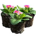 Primula vulgaris 'Appleblossom' from Cedar Nursery, Cobham