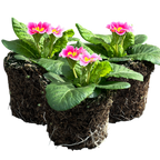 Primula vulgaris 'Appleblossom' from Cedar Nursery, Cobham