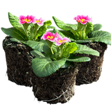 Primula vulgaris 'Appleblossom' from Cedar Nursery, Cobham
