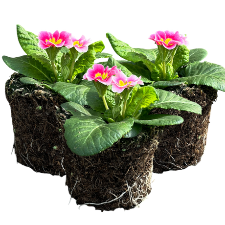 Primula vulgaris 'Appleblossom' from Cedar Nursery, Cobham