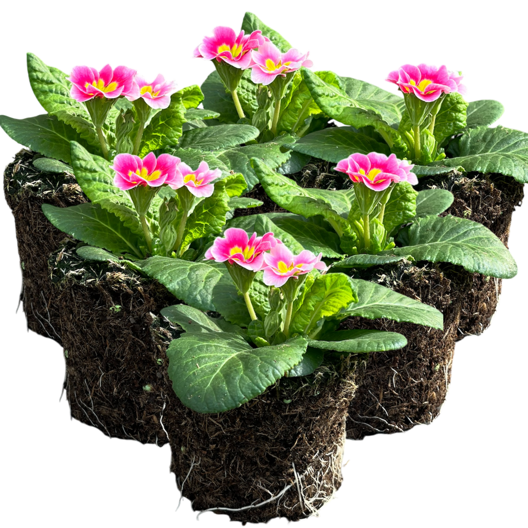 Primula vulgaris 'Appleblossom' from Cedar Nursery, Cobham
