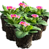 Primula vulgaris 'Appleblossom' from Cedar Nursery, Cobham