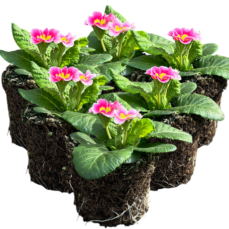 Primula vulgaris 'Appleblossom' from Cedar Nursery, Cobham