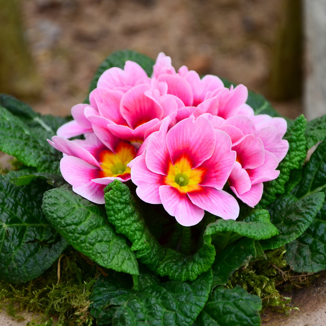Primula vulgaris 'Appleblossom' from Cedar Nursery, Cobham