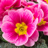 Primula vulgaris 'Appleblossom' from Cedar Nursery, Cobham