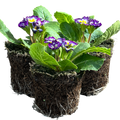 Primula vulgaris 'Blue Bicolour' from Cedar Nursery, Cobham