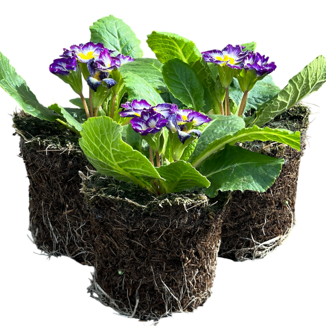 Primula vulgaris 'Blue Bicolour' from Cedar Nursery, Cobham