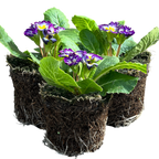 Primula vulgaris 'Blue Bicolour' from Cedar Nursery, Cobham