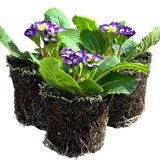 Primula vulgaris 'Blue Bicolour' from Cedar Nursery, Cobham