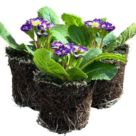 Primula vulgaris 'Blue Bicolour' from Cedar Nursery, Cobham