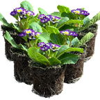 Primula vulgaris 'Blue Bicolour' from Cedar Nursery, Cobham