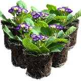 Primula vulgaris 'Blue Bicolour' from Cedar Nursery, Cobham
