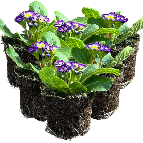 Primula vulgaris 'Blue Bicolour' from Cedar Nursery, Cobham