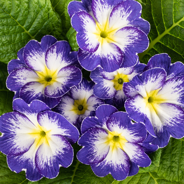 Primula vulgaris 'Blue Bicolour' from Cedar Nursery, Cobham