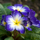 Primula vulgaris 'Blue Bicolour' from Cedar Nursery, Cobham