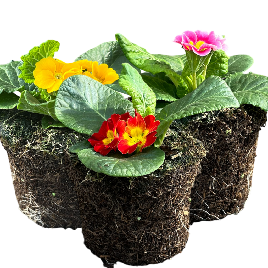 Primula vulgaris Growers Selection from Cedar Nursery, Cobham