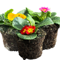 Primula vulgaris Growers Selection from Cedar Nursery, Cobham