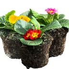 Primula vulgaris Growers Selection from Cedar Nursery, Cobham