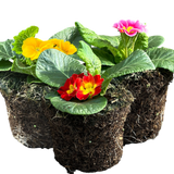 Primula vulgaris Growers Selection