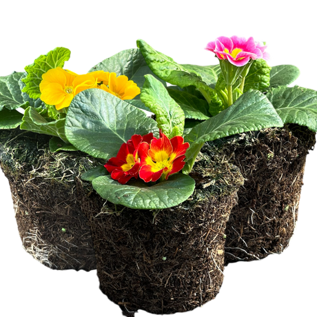 Primula vulgaris Growers Selection from Cedar Nursery, Cobham