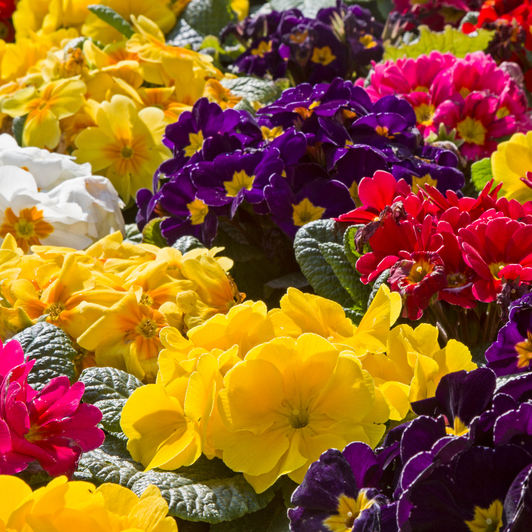 Primula vulgaris Growers Selection from Cedar Nursery, Cobham
