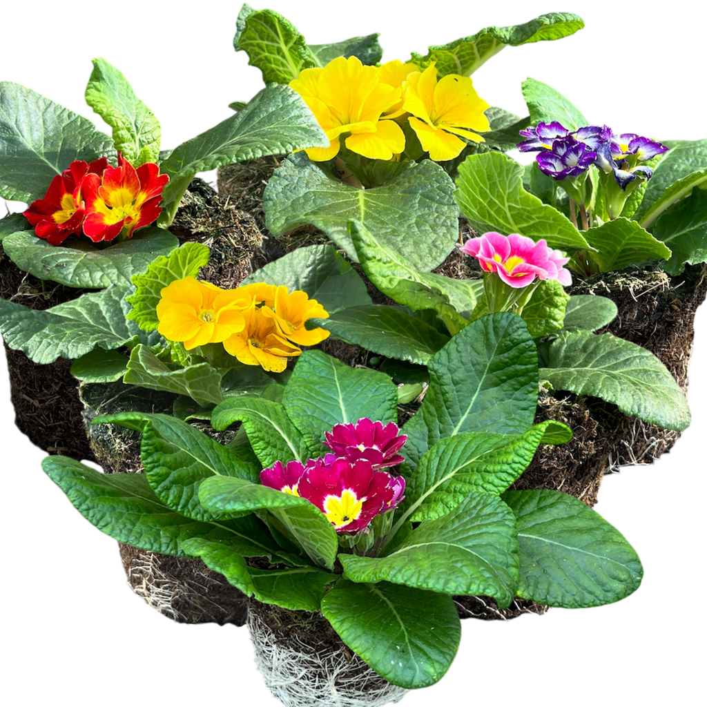 Primula vulgaris Growers Selection from Cedar Nursery, Cobham