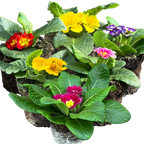 Primula vulgaris Growers Selection from Cedar Nursery, Cobham