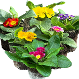 Primula vulgaris Growers Selection