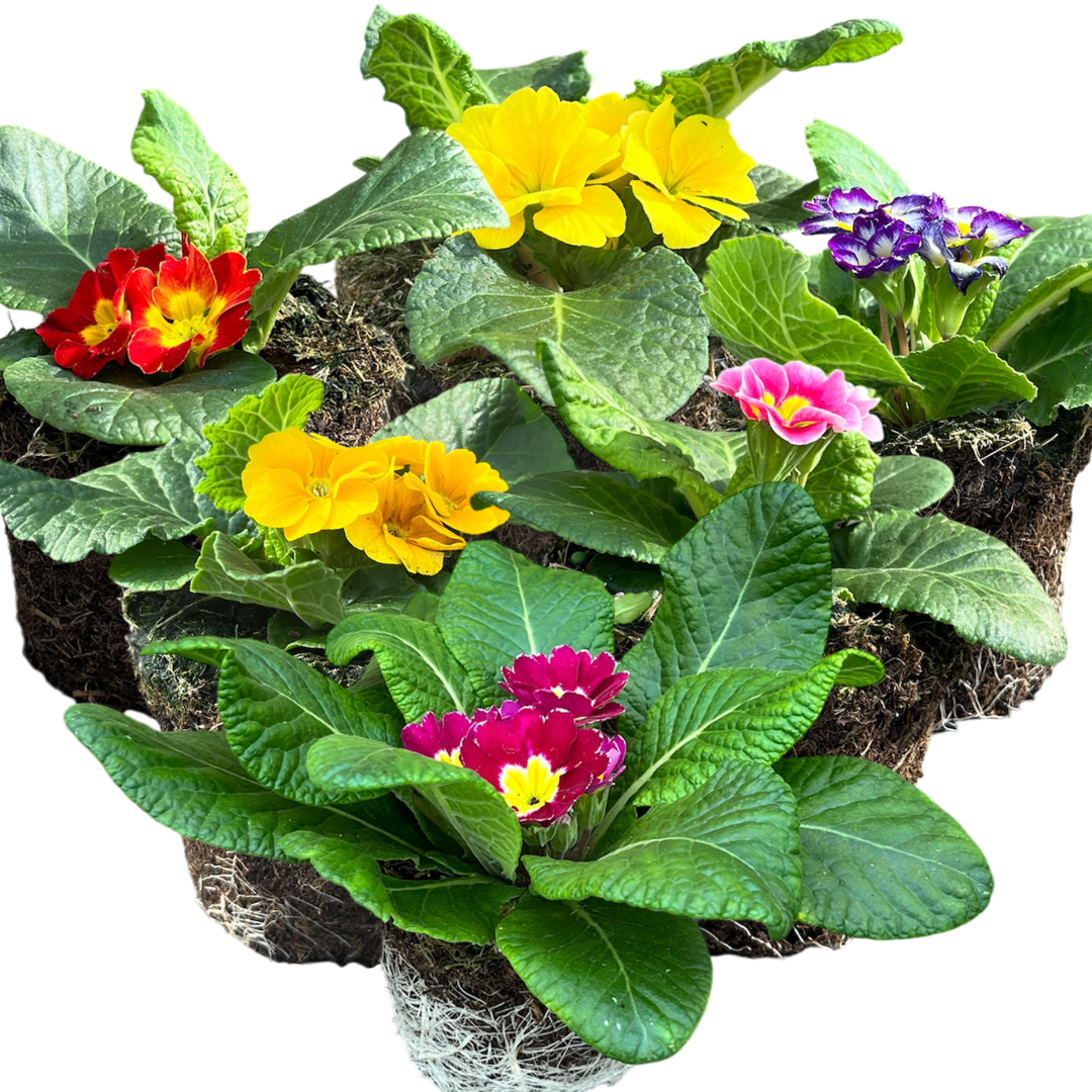 Primula vulgaris Growers Selection from Cedar Nursery, Cobham