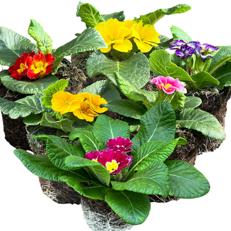 Primula vulgaris Growers Selection from Cedar Nursery, Cobham