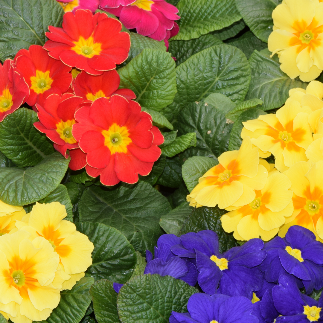 Primula vulgaris Growers Selection from Cedar Nursery, Cobham