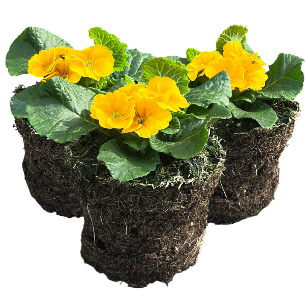 Primula vulgaris 'Orange' from Cedar Nursery, Cobham