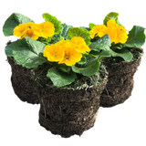Primula vulgaris 'Orange' from Cedar Nursery, Cobham
