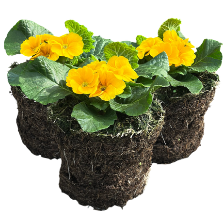Primula vulgaris 'Orange' from Cedar Nursery, Cobham
