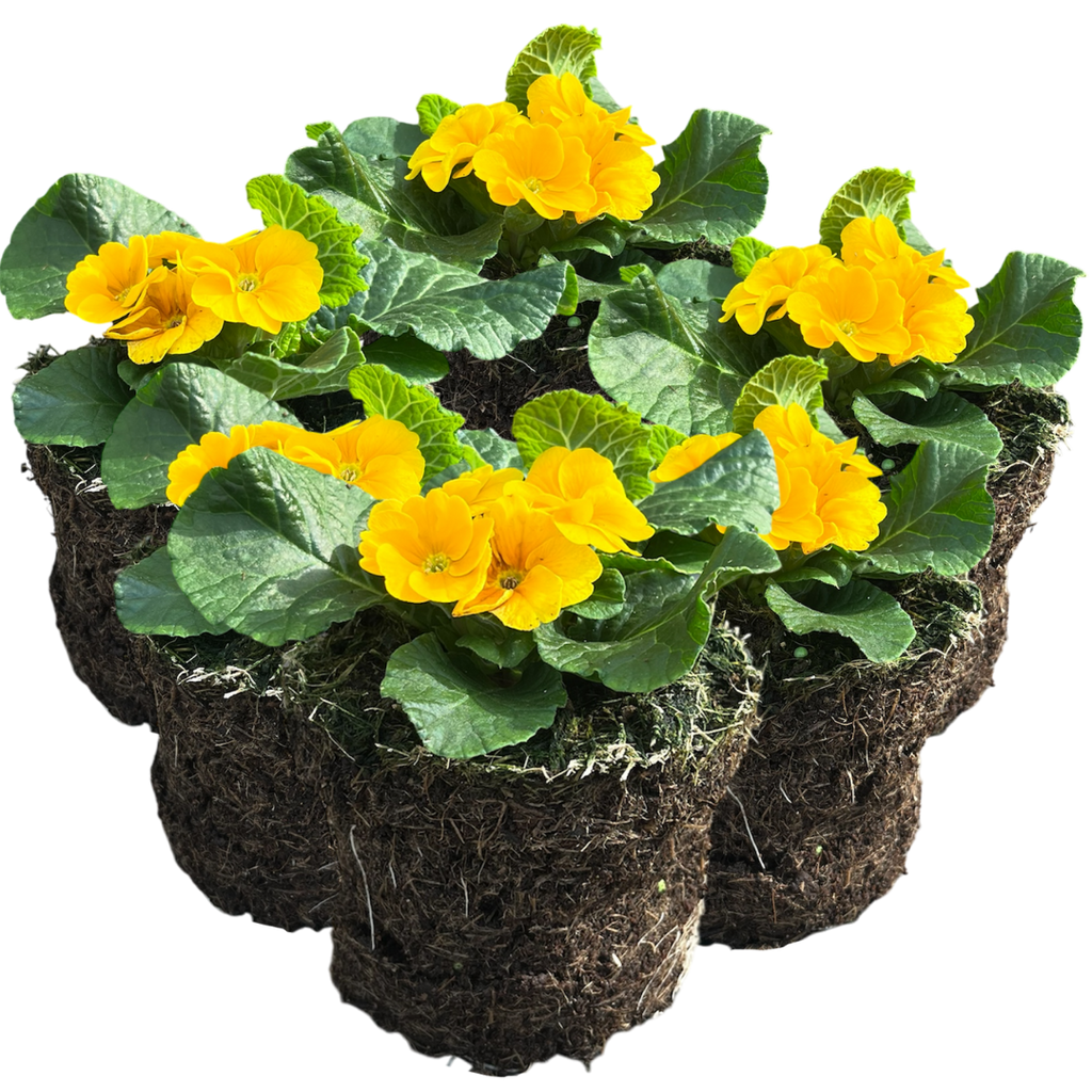 Primula vulgaris 'Orange' from Cedar Nursery, Cobham