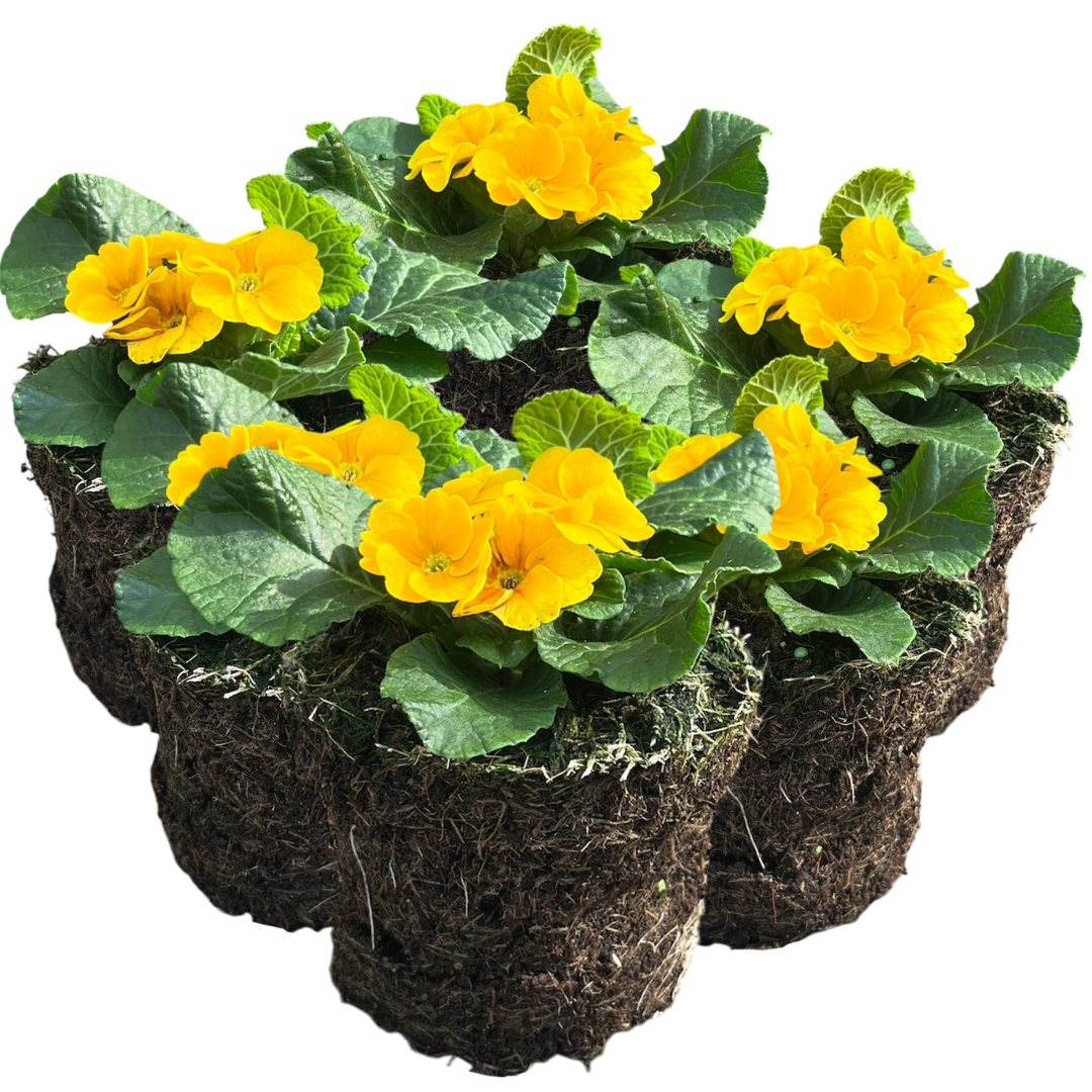 Primula vulgaris 'Orange' from Cedar Nursery, Cobham