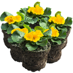 Primula vulgaris 'Orange' from Cedar Nursery, Cobham