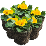 Primula vulgaris 'Orange' from Cedar Nursery, Cobham