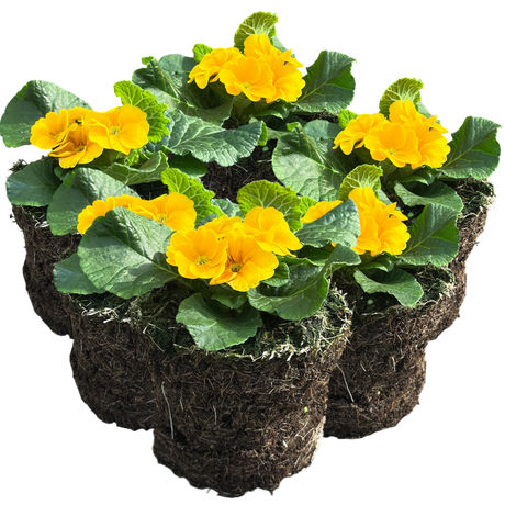 Primula vulgaris 'Orange' from Cedar Nursery, Cobham
