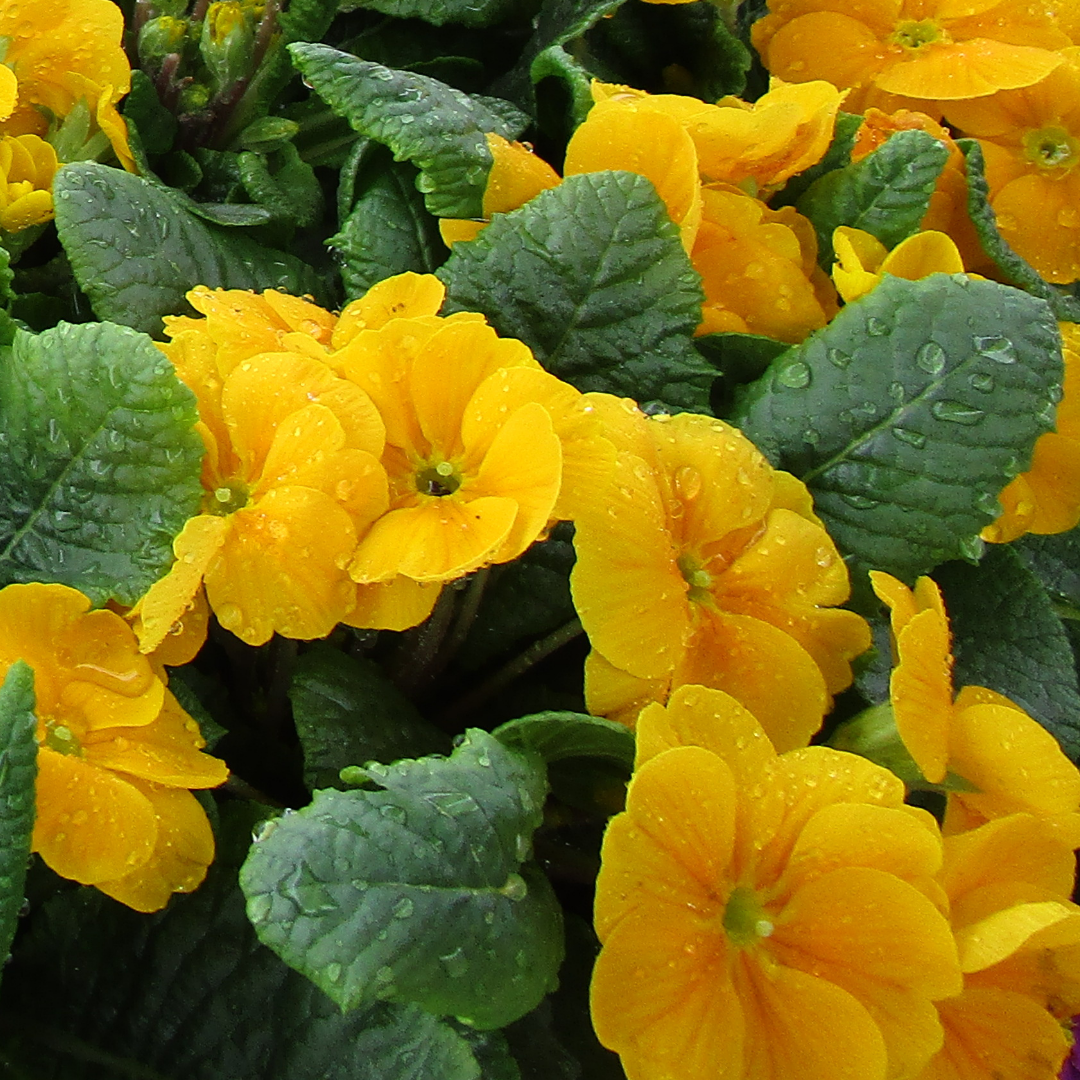 Primula vulgaris 'Orange' from Cedar Nursery, Cobham