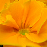 Primula vulgaris 'Orange' from Cedar Nursery, Cobham