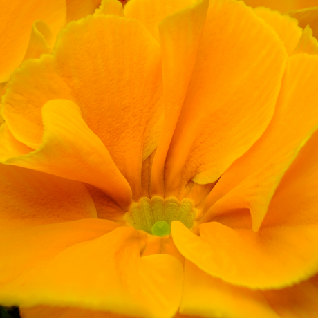 Primula vulgaris 'Orange' from Cedar Nursery, Cobham